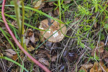 Sonbahar manzarasında izole edilmiş kahverengi mantar mantarının güzel yakın görüntüsü. Sonbahar doğası.