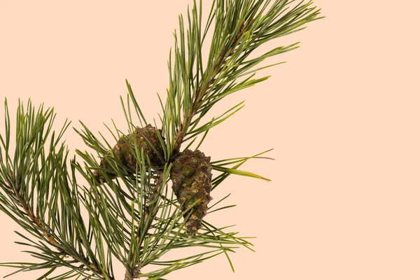 Närbild Gröna Tallar Gren Med Bruna Coneisolated Rosa Bakgrund Naturbegreppet — Stockfoto