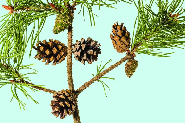 近景的绿色松树分枝与褐色圆锥隔离的蓝色背景 自然概念 圣诞节的概念 — 图库照片