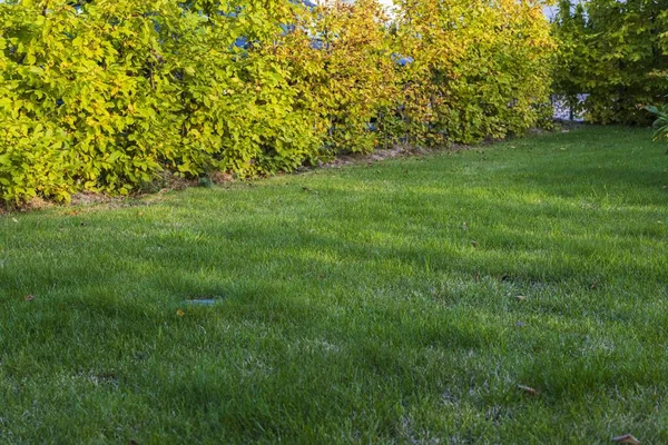 Närbild Höstgräs Trädgård Vacker Natur Bakgrund Konsistens Höstkoncept — Stockfoto