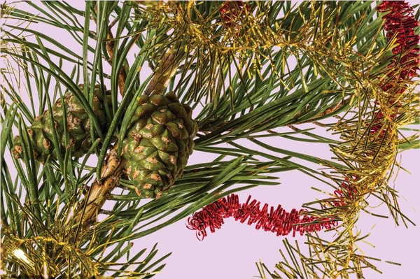 추형의 소나무 가지를 가까이서 수있다 크리스마스 컨셉트 아름다운 크리스마스 — 스톡 사진