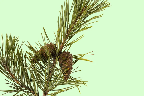 Närbild Gröna Tallar Gren Med Bruna Coneisolated Grön Bakgrund Naturbegreppet — Stockfoto