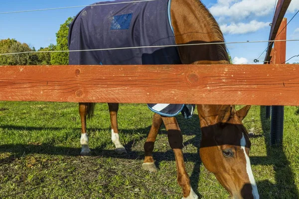 Vacker Närbild Häst Bete Paddock Begreppet Djur — Stockfoto