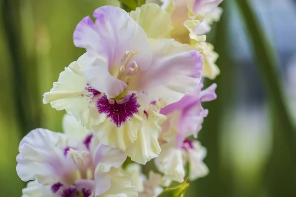 Vista Perto Flor Gladiolus Colorido Isolado Fundos Belas Origens — Fotografia de Stock