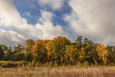 Muhteşem sonbahar rengarenk doğa manzarası. Güzel doğa geçmişi. Mavi arkaplanda yeşil sarı ağaçlar ve çimen tarlası.