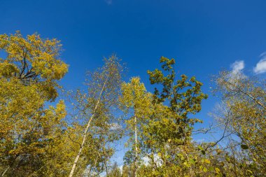Mavi gökyüzü arka planında sonbahar ağaçlarının güzel manzarası. Muhteşem doğa geçmişi.