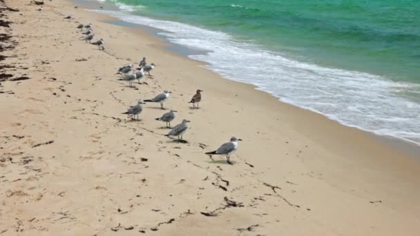 Miami Sahilindeki Martılar Denizin Kenarında Fırtınanın Savurduğu Ikramlar Bekliyor — Stok video