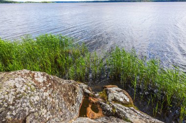Ufukta su ve orman arka planında sazlıklar olan kayalık göl kıyılarının güzel manzarası. İsveç.