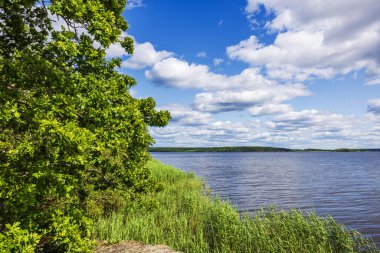 Ağaç dallarıyla göl manzarası, kıyı sazlıkları, uzak ormanlar ve bulutlu gökyüzü arkaplanı. İsveç.
