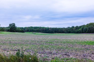 Kuru toprak ve bulutlu gökyüzünün altında yeşil orman arka planıyla sonbahar tarlaları. İsveç.