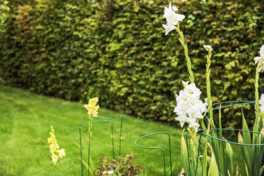 Güz bahçesindeki çitin yanındaki yeşil çimlerde açan beyaz gladiolus çiçeklerinin güzel manzarası. İsveç.