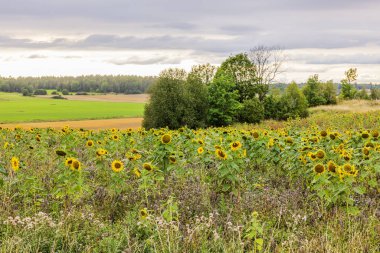 Altın ayçiçekleri sonbahar rüzgarında kırsal arazide sallanıyor yeşil çayırlar ve ufukta ağaçlar var. İsveç.