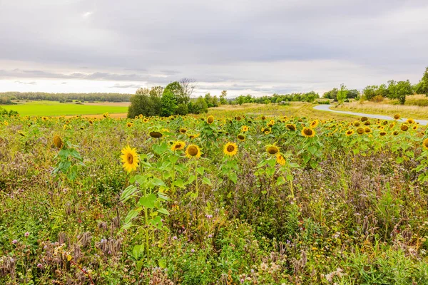 Kırsal alanda çiçek açan ayçiçekleri bulutlu gökyüzü ve arka planda dolambaçlı yol. İsveç.