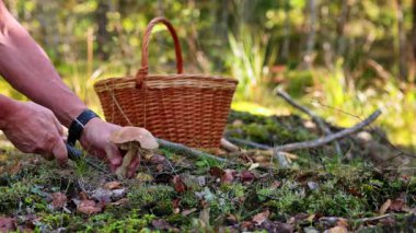 Ormanda huş ağacı mantarlarını bıçakla kesip hasır sepete koyan bir adamın yakın görüntüsü. İsveç.