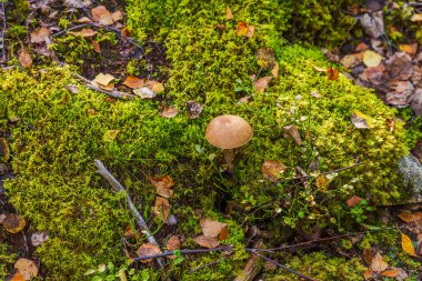 Yeşil yosunlarda yetişen huş ağacı bolete mantarının güzel manzarası ve orman zemininde kuru sonbahar yaprakları. İsveç.