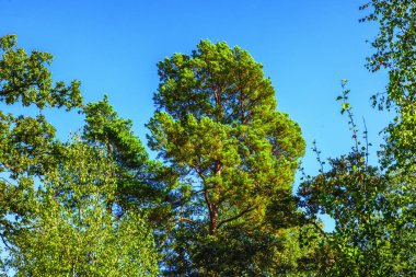 Açık mavi sonbahar gökyüzünün arka planında yüksek çam ağacı ve huş dallarının güzel manzarası. İsveç