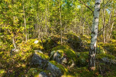 Huş ağacı ve yosunlar, sonbahar güneş ışığıyla kaplı sık yeşil ormanlardaki kayaları yakından görüyorlar. İsveç.