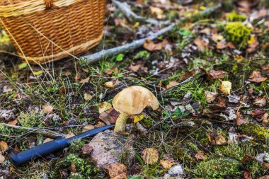 Orman zeminindeki huş ağacının mantarının yakınındaki bıçak ve hasır sepetle görüntüsünü kapatın. İsveç.