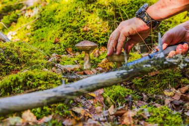 Ormandaki huş ağacı mantarlarını yosun ve sonbahar yaprakları arasında bıçakla kesen adamı yakından izleyin. İsveç.
