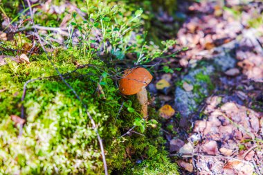 Sonbaharda orman zemininde yeşil yosunlarda yetişen turuncu başlıklı tek kavak mantarına yakından bakın. İsveç.