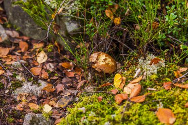 Kuru sonbahar yaprakları arasında büyüyen huş ağacı bolete mantarının yakın görüntüsü ve orman zemininde yosun ve taşlar. İsveç.