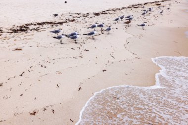 Arkasında okyanus köpüğü olan martılar kumlu sahilde duruyor. Miami Plajı. ABD.