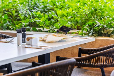 Lokanta masasında duran siyah kuş tabaktan yemek gagalıyor ve sağlıksız açık hava yemek sahnesini gösteriyor. Curacao.