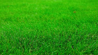 Bahçe yüzeyinin arka planındaki taze yeşil çimlerin solundan sağa doğru taranıyor. İsveç.