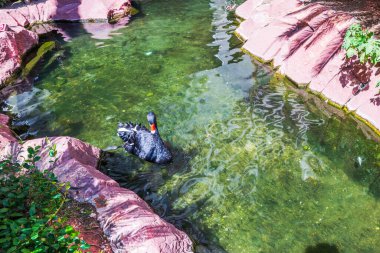 Temiz yeşil gölette yüzen siyah kuğunun güzel manzarası. Etrafı kırmızı taşlarla çevrili. Las Vegas mı? ABD. 