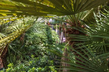 Güzel bir tropikal bitki örtüsü, palmiye ağaçları ve güneş ışığında yeşil yapraklar. Las Vegas mı? ABD. 