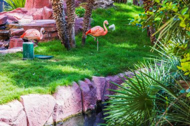 Palmiye ağaçları ve kırmızı kayaların yanında yeşil çimlerde duran iki pembe flamingonun yakın görüntüsü. Las Vegas mı? ABD. 