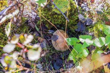 Sonbahar ormanlarında yetişen huş ağacı bolete mantarının yeşil yosun ve kuru yaprakların arka planındaki görüntüsünü kapatın. İsveç.