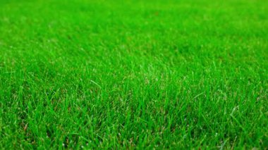 Yeşil çimlerin görülebilir dokusu ve yaz güneşinde soldan sağa doğru hareket eden pervane hareketlerini kapatın. İsveç.