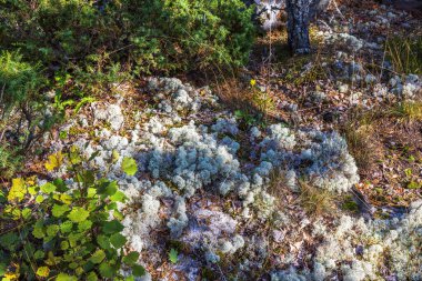Sonbahar ormanlarında yetişen Cladonia ren geyiği liken yeşil çalılar, çimenler ve kuru yapraklar. İsveç.