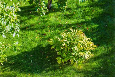 Bahçede gölgeler bırakan ağaç dalları olan taze çimlerde yetişen yeşil şakayık çalılarının yakın görüntüsü. İsveç.