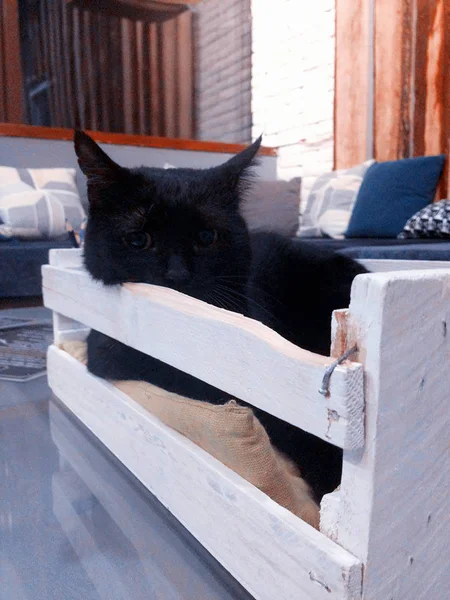 Gato negro en caja — Foto de Stock