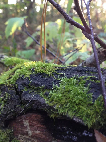 Musgo em um galho de árvore na floresta — Fotografia de Stock