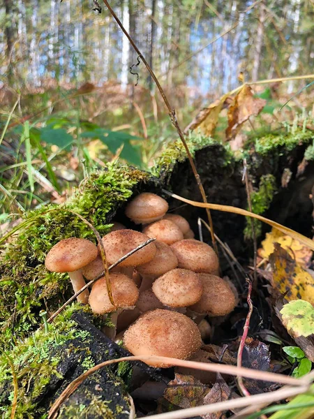 Багато маленьких грибів на пні — стокове фото