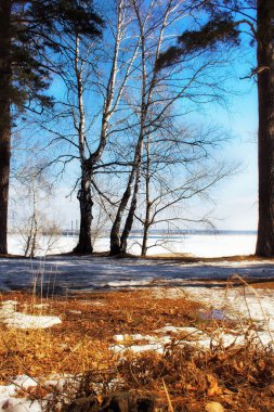 Bahar ormanı ve mavi gökyüzü