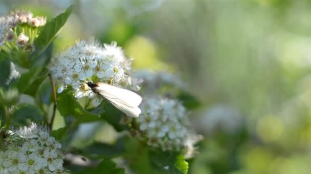 夏の植物は 太陽の花蝶の昆虫 — ストック動画