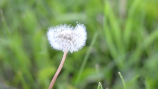 Summer Plants Insects Butterfly — Stock Video