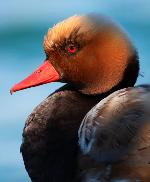 Kırmızı ibikli pochard (Netta rufina)