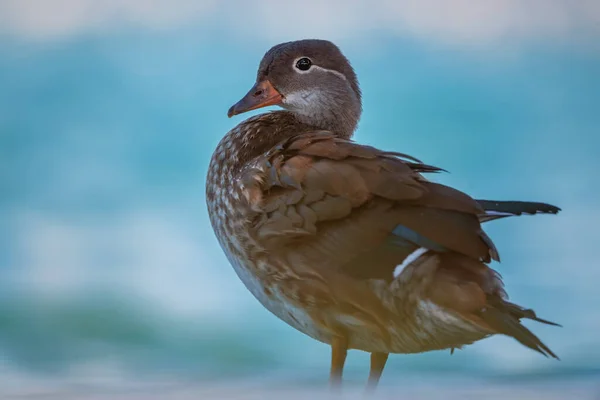 Mandarin ördeği (Aix galericulata) dişi 