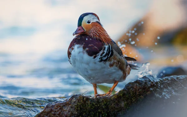 Samec Kachny Mandarinky Aix Galericulata — Stock fotografie