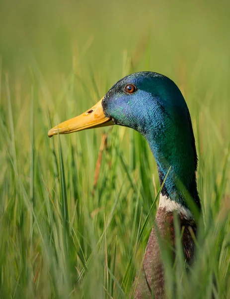 Volavka Anas Platyrhynchos — Stock fotografie