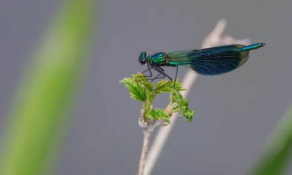 Güzel matmazel Calopteryx Başak)
