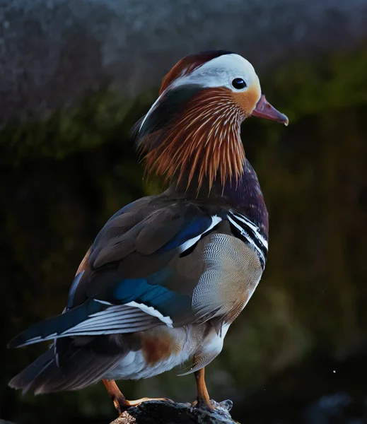 Mandarin ördeği (Aix galericulata))