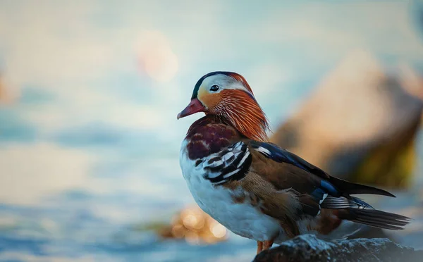 Pato Mandarín Aix Galericulata — Foto de Stock