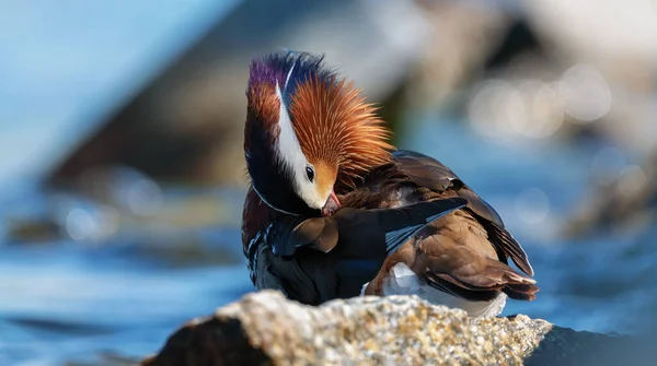 Mandarin ördeği (Aix galericulata))
