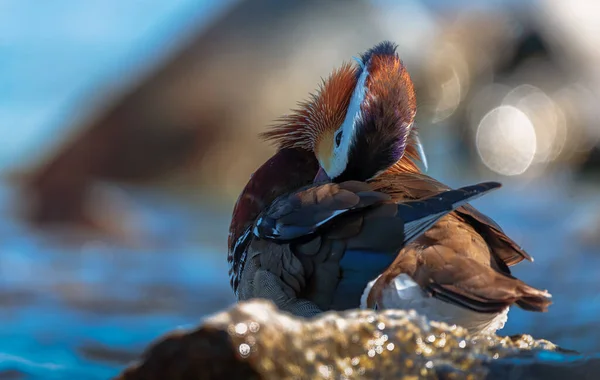 Mandarin ördeği (Aix galericulata))